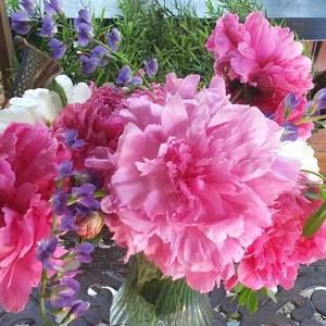 Meet your Posher, Heidi